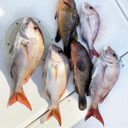 今日はタイラバ釣り